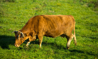 Isolated portuguese breed cow eating grass in a field, Braga outskirts, Minho region, Portugal