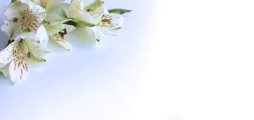 Delicate white astromelia flowers on white background. Pastel light colors. Background for greetings and postcards. © Olirina
