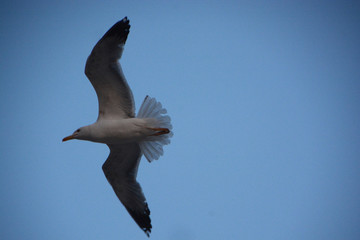 impressions from Nice, France