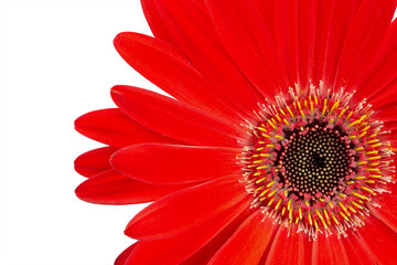 Gerbera flower close-up