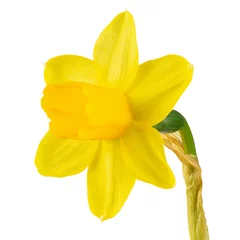  yellow daffodil on a white background © alexshyripa