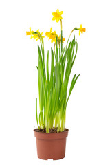daffodils in a flowerpot isolated