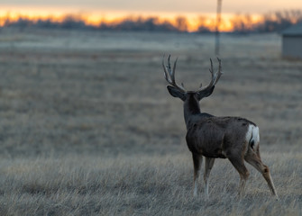 A Large Mule Deer Buck on the Plains of Colorado