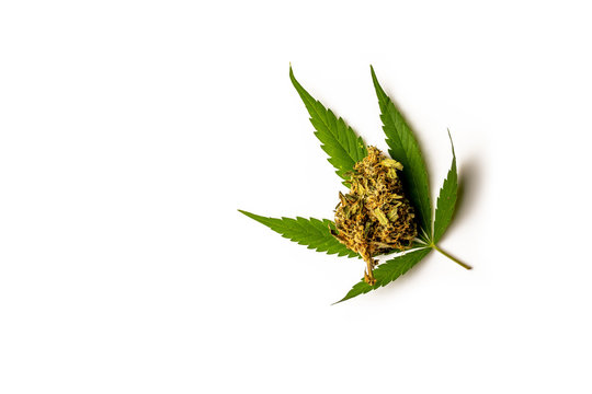 Hemp Leaf And Bud On White Background