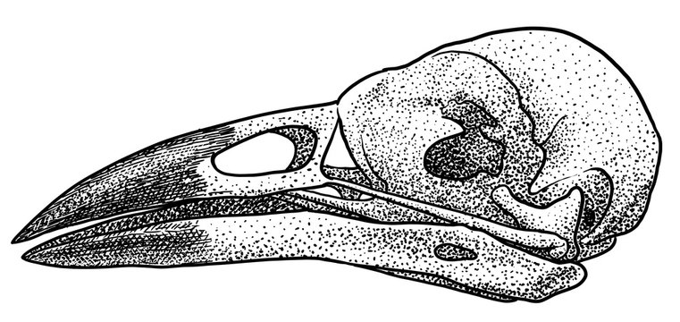 Crow skull illustration, drawing, engraving, ink, line art, vector