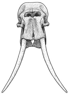 Elephant skull illustration, drawing, engraving, ink, line art, vector