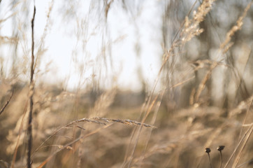 Fototapeta premium Autumn fluffy grass in a field of bronze color in the afternoon in the sun