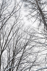 The tops of the trees, branches against a gray sky, vertical image