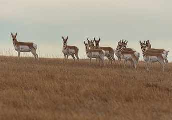 A Pronghorn Herd on the Plains of Colorado