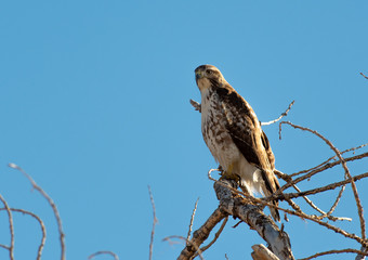 A Beautiful Juvenile Red-tailed Hawk Perched on a Tree Branch