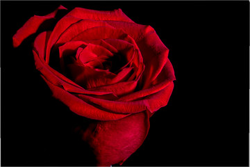 A Beautiful Red Rose Close Up