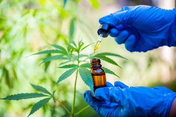 Professional researchers working in the marijuana field. They are investigating. The growth of the...