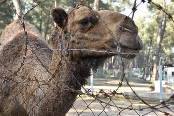 camel in the zoo