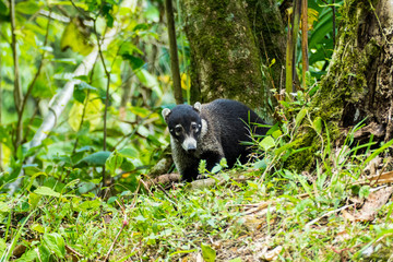 white-nosed coati, Nasua narica,  in Costa Rica Manuel Antonio national park