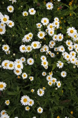 daisies in a field