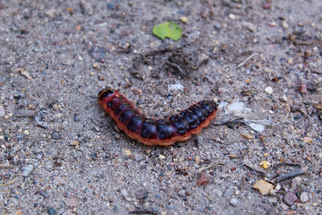 a large caterpillar on the asphalt in the summer 