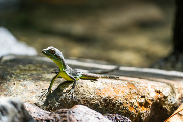 Jesus Christ lizard / Stirnlappenbasilisk (Basiliscus plumifrons) in Costa Rica National Park Manuel Antonio