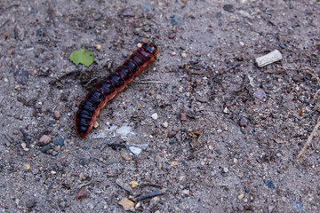 a large caterpillar on the asphalt in the summer 