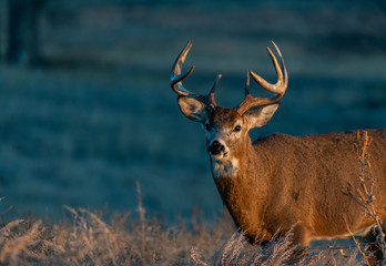 Naklejka na ściany i meble A White-tailed Deer Buck on the Plains of Colorado in Autumn