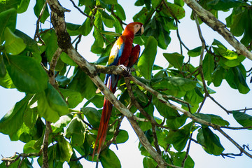 Parrot (Ara macao, Scarlet Macaw) in Costa Rica Corcovado National Park close to Puerto Jimenez