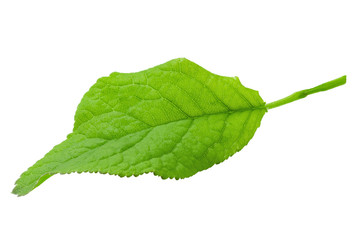 Fototapeta premium Plum leaves isolated on white background, full depth of field.