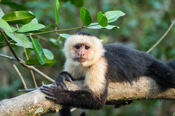 White-faced monkey (Capuchin Monkey) in tropical rain forest in Costa Rica Manuel Antonio National Park