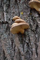 Fototapeta premium Oyster mushroom