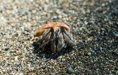 Halloween Crab at Costa Ricas tropical beach close to the rain forest in central america