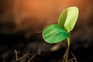 Growing young plant in garden and beautiful morning lighting. Care of the Environment - Ecological friendly and sustainable concept