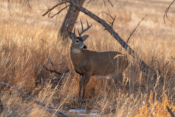 Obraz na płótnie Canvas A White-tailed Deer Buck on the Plains of Colorado in Autumn