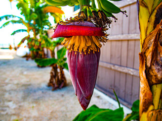 banana tree with flowers © Michael