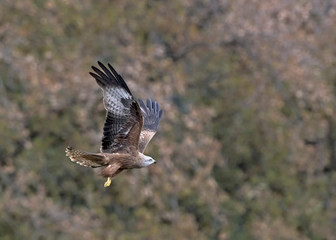 Red Kite (Milvus milvus), Crete