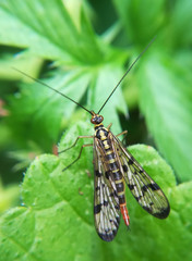 Scorpionfly, Panorpa, female