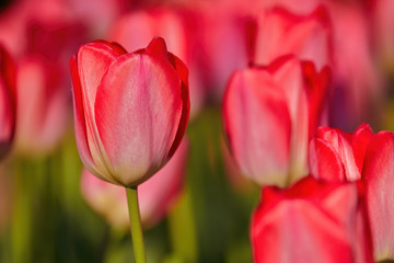 Wonderful blooming of colorful tulips. Tulips are a symbol of spring.