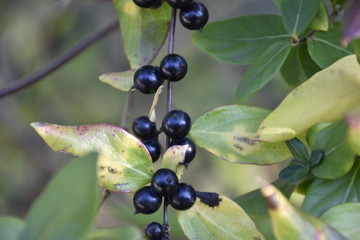 black forest berries and green leaves on branch