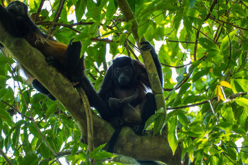 Howler Monkey (Alouatta palliata) family in the rain forest of costa ricas manuel antonio nation park