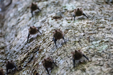 Bats (Uroderma Bilobatum) in costa ricas tropical rain forest manuel antonio national park