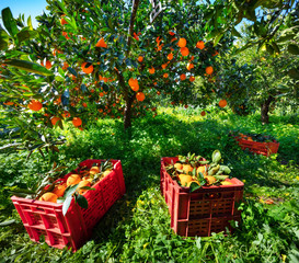 Harvesting oranges in Sicily, Italy. Green spring view of orange garden. Fresh green leaves shining on the sunlight. Beauty of countryside concept background.