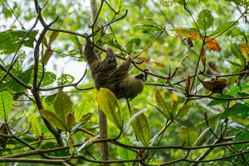 two-toed sloth (Choloepus hoffmanni), Manuel Antonio National Park, Costa Rica, Central America © Tobias