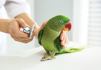 Veterinarian examining Alexandrine parakeet in clinic, closeup