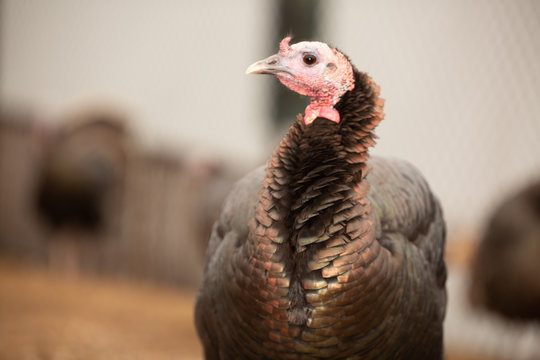 Turkey