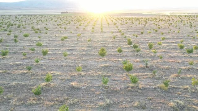 landscape with walnut tree and sunshine