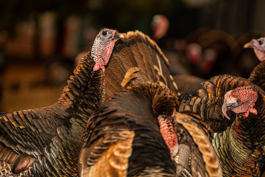 Turkey