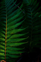 Green fern leaves and sunlight Light and dark beautiful photos artistic nature.