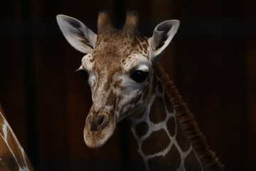 Naklejka premium Giraffe 