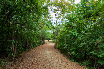 Path Through an Ecuadorian Woods
