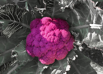 Cavolfiore viola