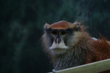 Patas Monkey 