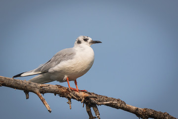 seagull on branch