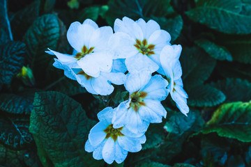 white flowers on blue background